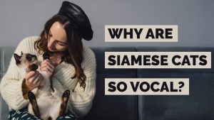 why are siamese cats so vocal