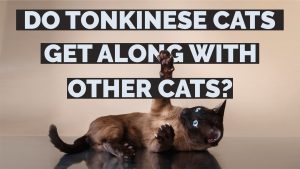 do tonkinese cats get along with other cats