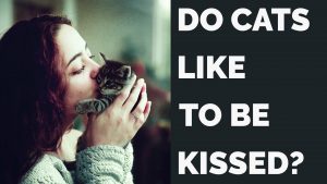 do cats like it when you kiss them