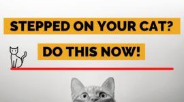Stepped On Your Cat By Accident? Do These 5 Things Now!