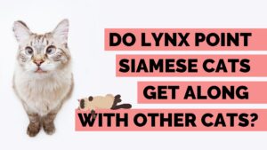 Do Lynx Point Siamese Cats Get Along With Other Cats