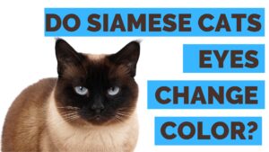 do siamese cats eyes change color