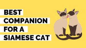 best companion for siamese cats