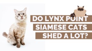 do lynx point siamese cats shed