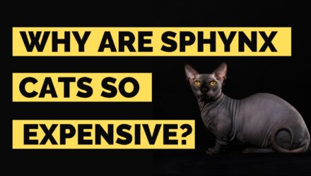 Why Are Sphynx Cats So Expensive? | Are Sphynx Cats Worth The Cost?