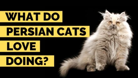 What Do Persian Cats Love? | How To Entertain & Play With Persian Cats?