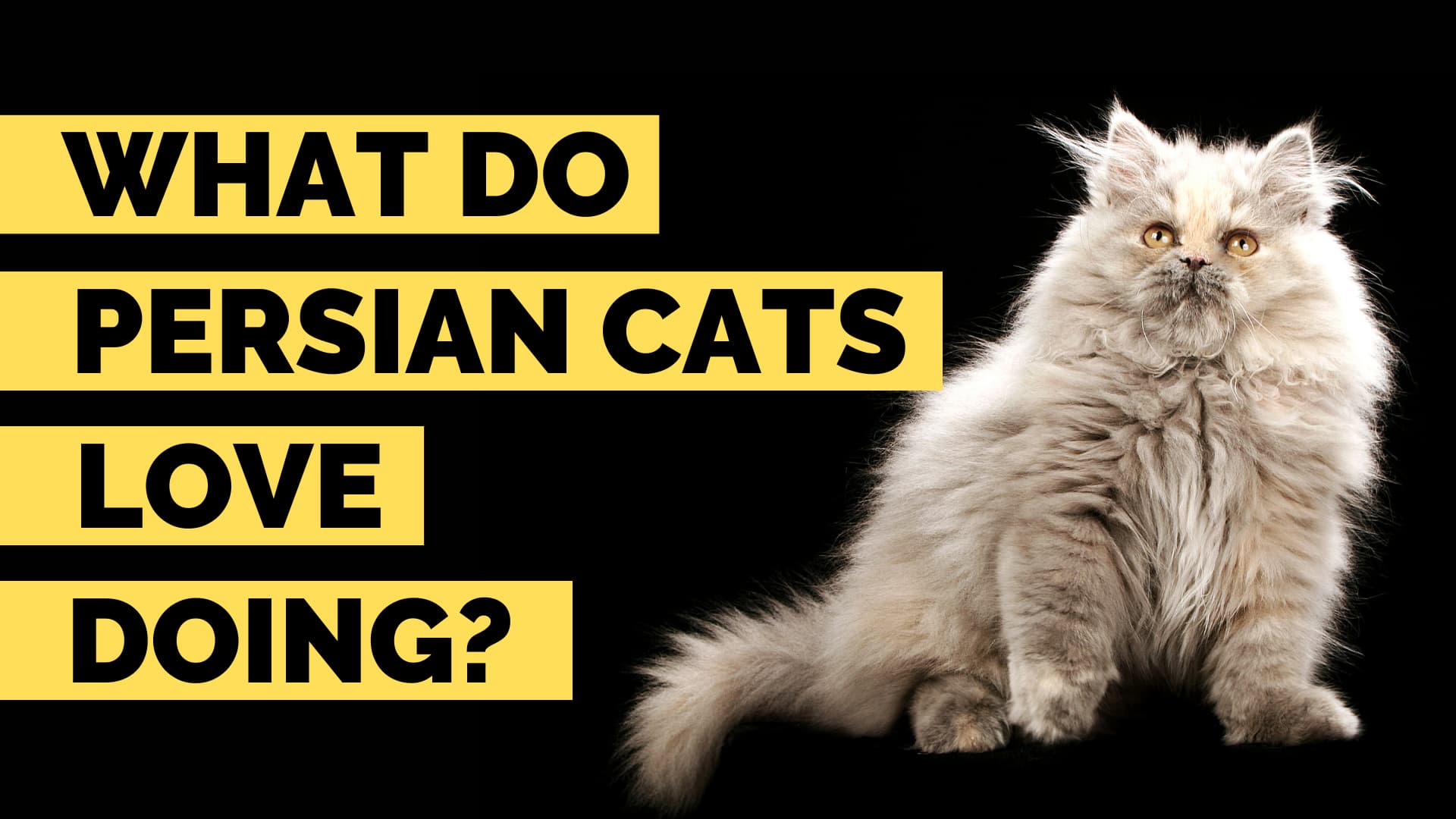 what do persian cats love