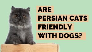 are persian cats friendly with dogs