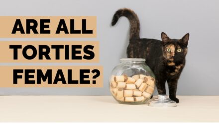Are All Tortoiseshell Cats Female? | Tortoiseshell Cat Facts!