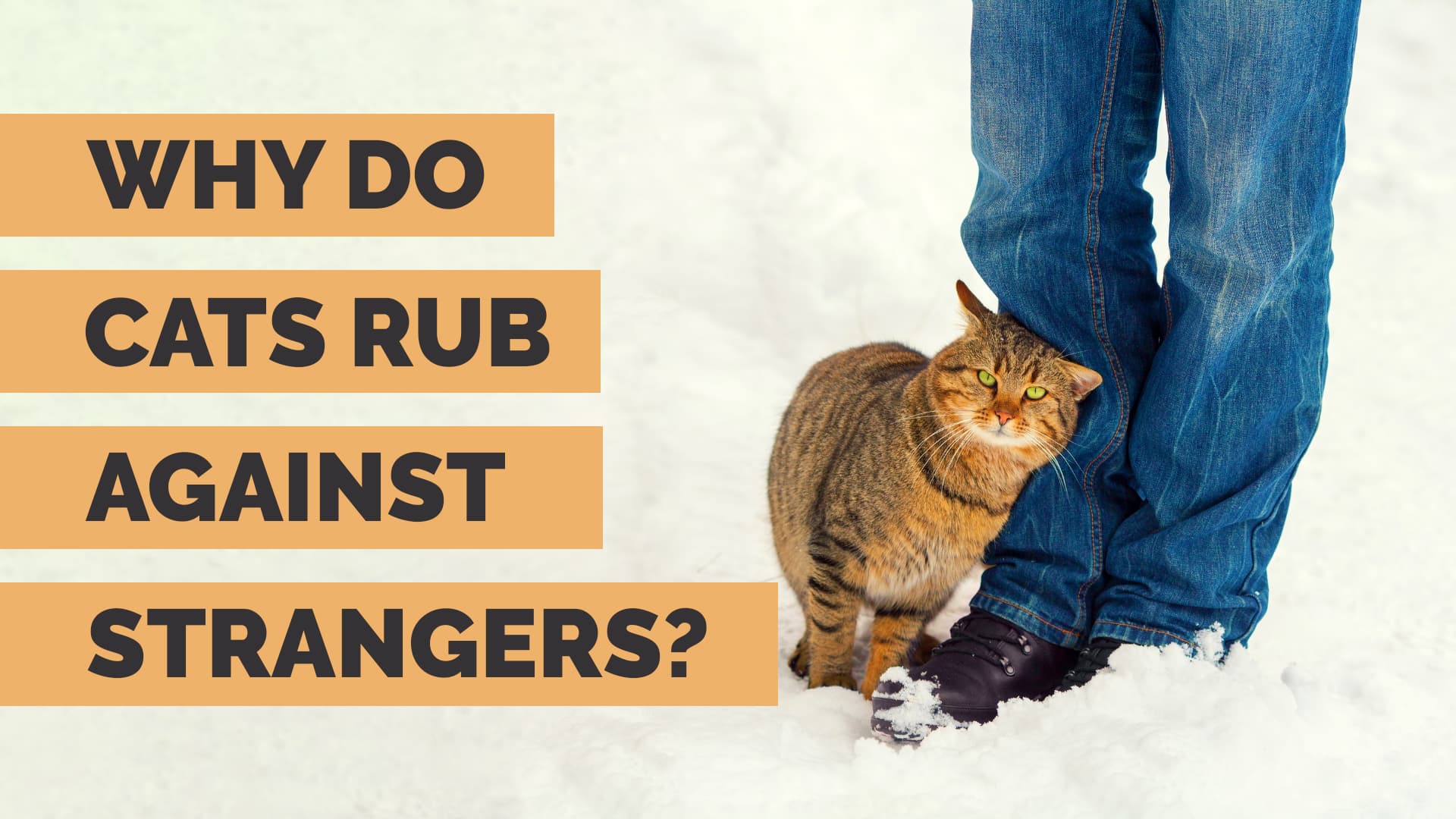 Why do cats rub against strangers