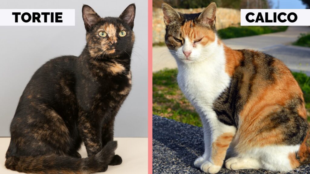 difference between calico and tortoiseshell cat | are all tortoiseshell cats female