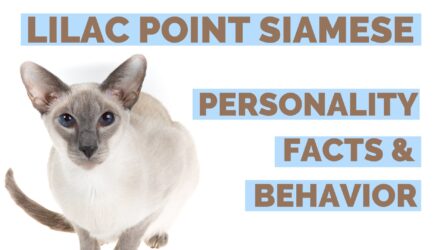Lilac Point Siamese Cat Personality – Behavior, Traits, Photos & Facts!