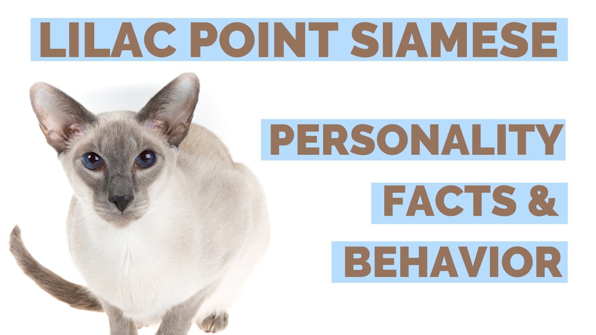 lilac point siamese personality