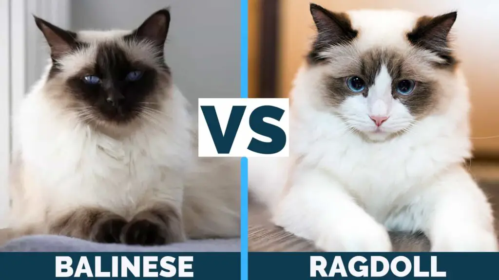 how are balinese cats different from ragdoll cats