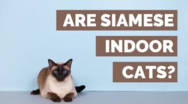 Are Siamese Indoor Cats? | 5 Tips To Keep A Siamese Cat happy Indoors