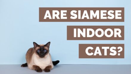 Are Siamese Indoor Cats? | 5 Tips To Keep A Siamese Cat happy Indoors