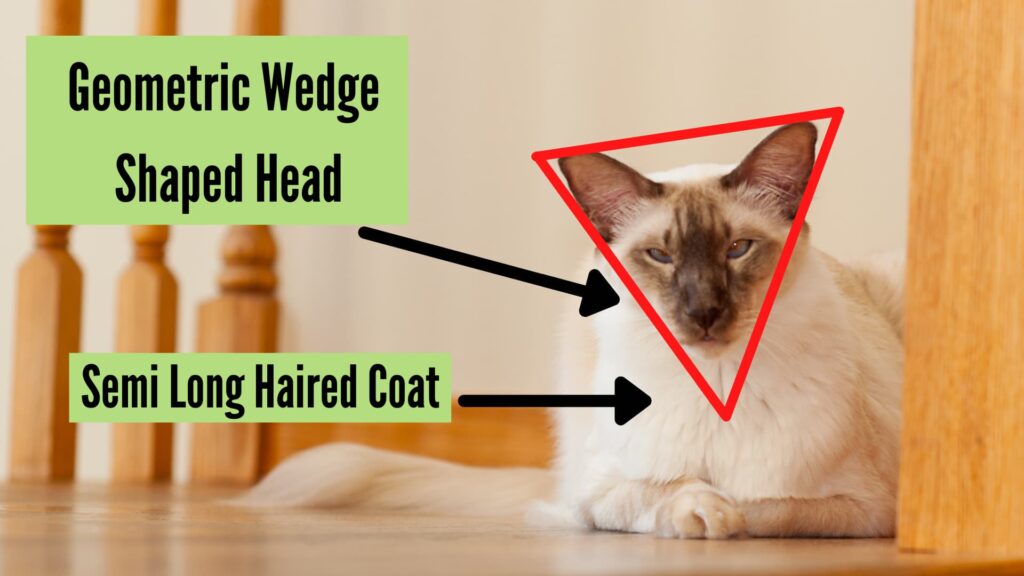 balinese vs ragdoll cats - physical differences