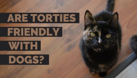 Do Tortoiseshell Cats Get Along With Dogs?