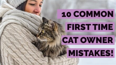 10 Mistakes To Avoid When Getting A Cat For The First Time!