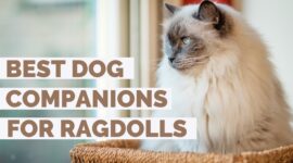 Best Dogs for a Ragdoll Cat as Companions! | Ragdoll Friendly Dog Breed