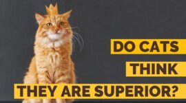 Do Cats Think They Are Superior? An Insight Into A Cat’s Thoughts!