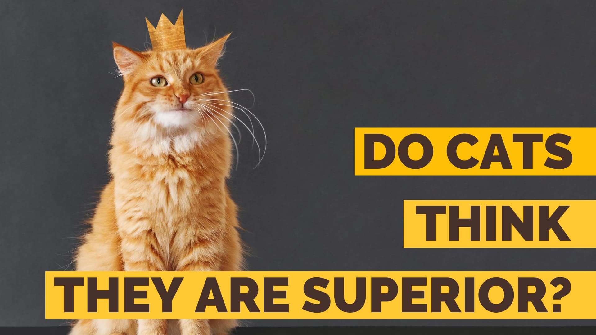 do cats think they are superior