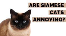 Are Siamese Cats Annoying? | 5 Siamese Behavior Care Tips!