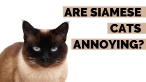 are siamese cats annoying