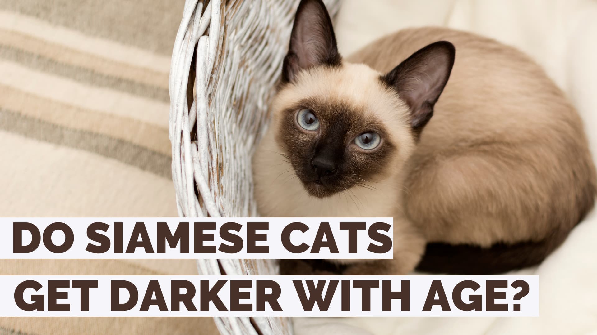 do Siamese cats get darker with age