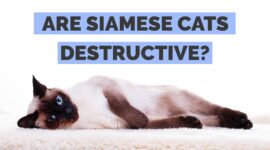 Are Siamese Cats Destructive? 5 Tips for New Siamese Cat Owners!