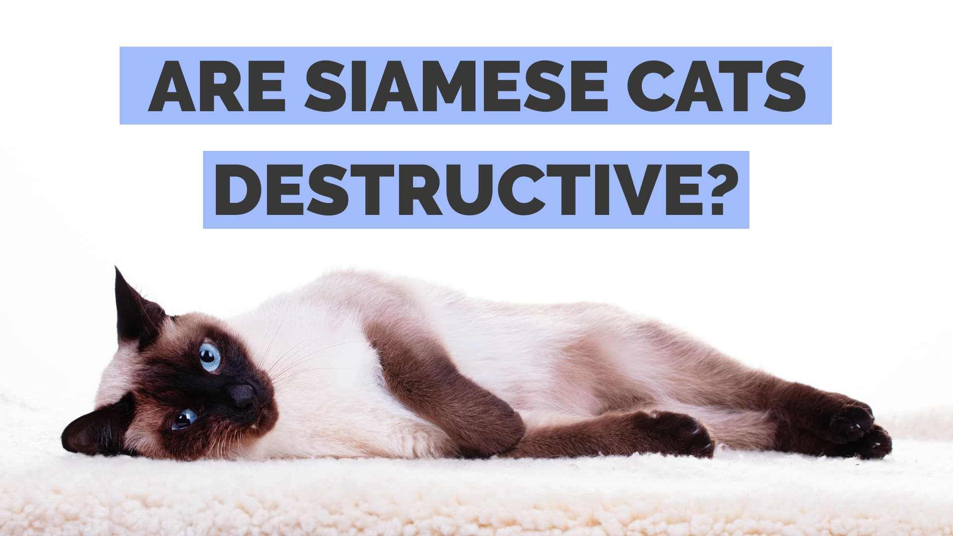 are siamese cats destructive