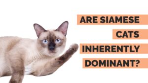 are siamese cats dominant