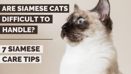 Are Siamese Cats Difficult? | 7 Crucial Pointers for First-Time Owners