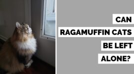 Can Ragamuffin Cats be Left Alone? | 5 Single Cat Management Tips!
