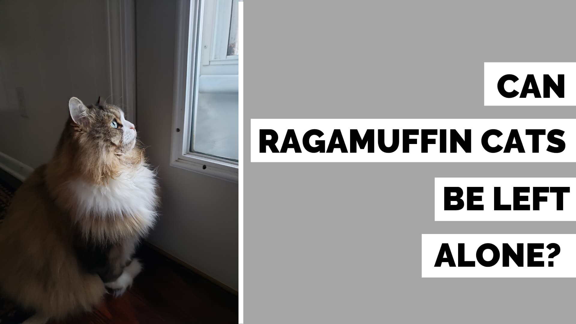 can ragamuffin cats be left alone