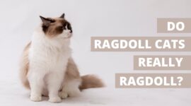 Do Ragdoll Cats Really Ragdoll? | 7 Unknown Ragdoll Cat Facts!