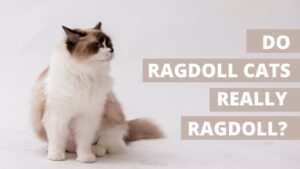 do ragdoll cats really ragdoll