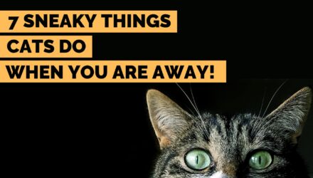 What do Cats do all Day? | 7 Sneaky Things Cats do Secretly!￼