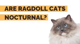 Are Ragdoll Cats Nocturnal? | Ragdoll Sleeping Patterns Explained!