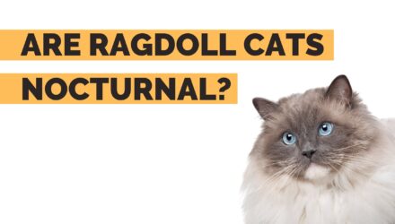 Are Ragdoll Cats Nocturnal? | Ragdoll Sleeping Patterns Explained!