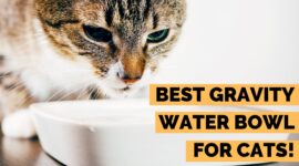 7 Best Gravity Water Bowls for Cats | 5 Gravity Bowl Benefits!