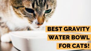 best gravity water bowls for cats