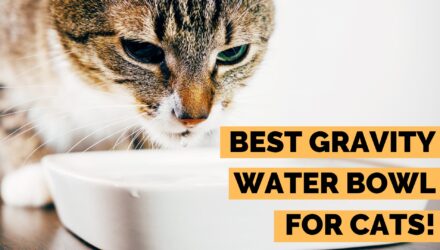 7 Best Gravity Water Bowls for Cats | 5 Gravity Bowl Benefits!