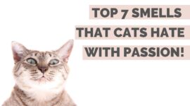 7 Smells that Cats Absolutely Hate with Passion!