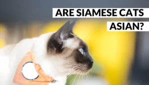 are siamese cats asian, 9 unknown siamese cat facts