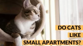Do Cats Like Small Apartments? | 6 Small Apartment Tips for Cats