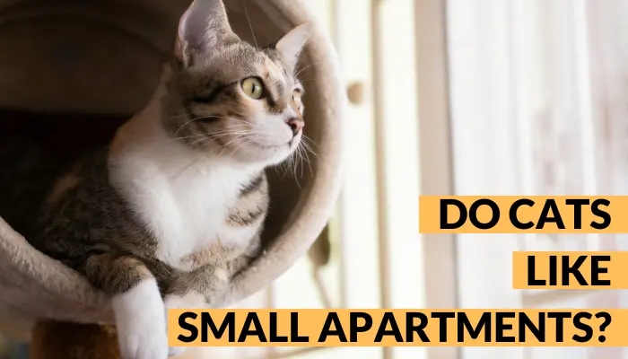 do-cats-like-small-apartments-6-small-apartment-tips-for-cats