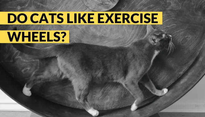 do cats like exercise wheels