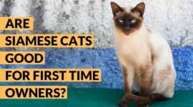 Are Siamese Cats Good for First-Time Owners?|6 New Owner Tips!