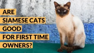 are siamese cats good for first time owners